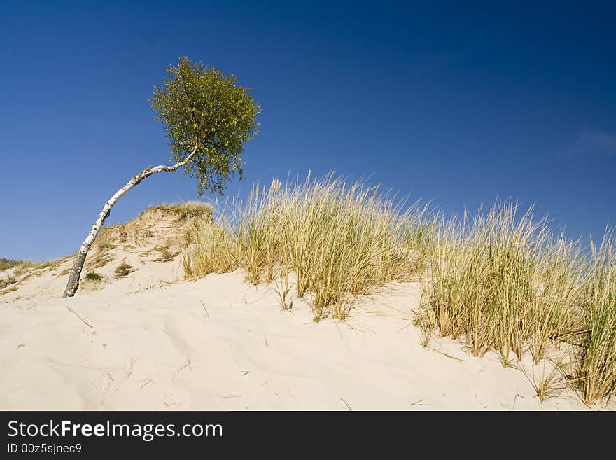 The desert Leba - birch in sand