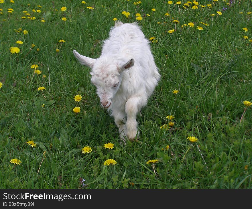 Small goat walking on the meadow