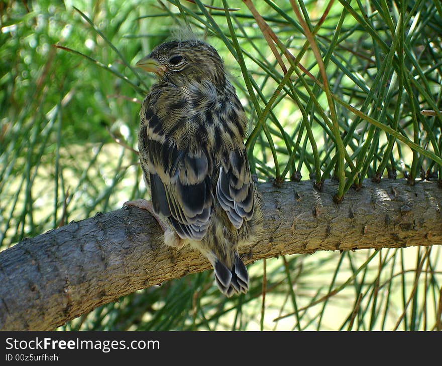 Little Sparrow