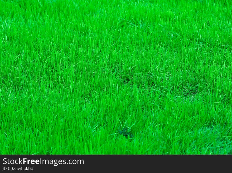 Brigt poison green grass texture