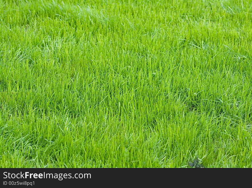 Field with a green grass in summer