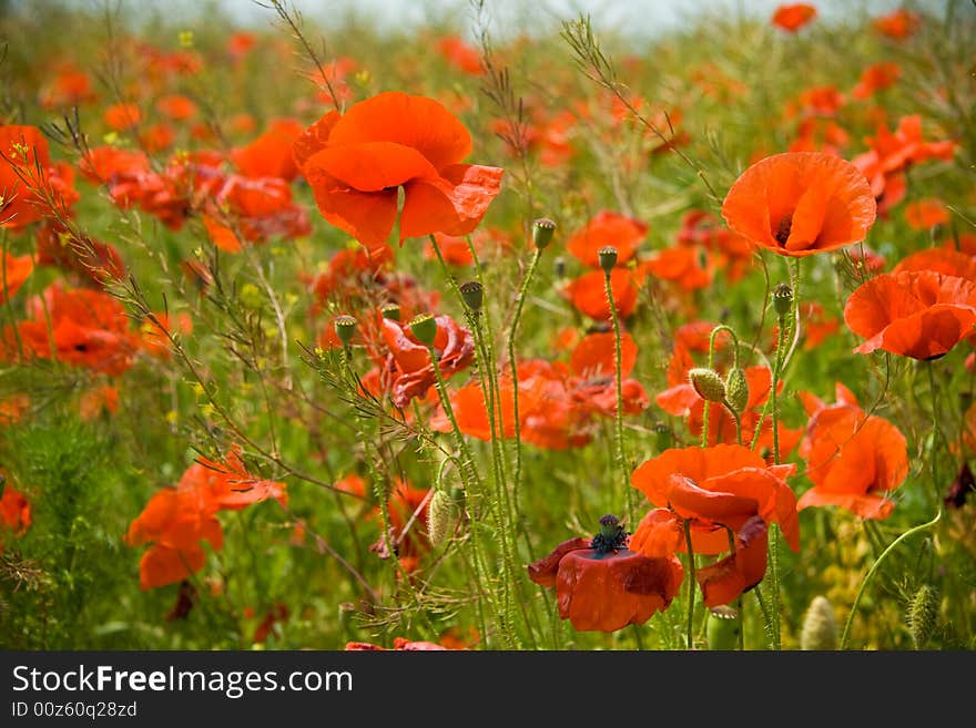 Poppies field