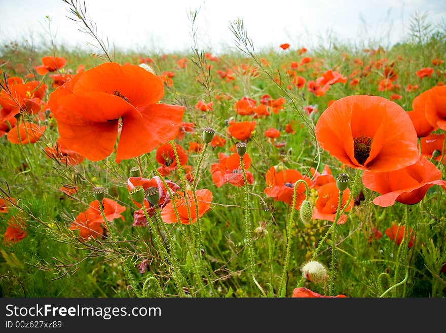 Poppies Field