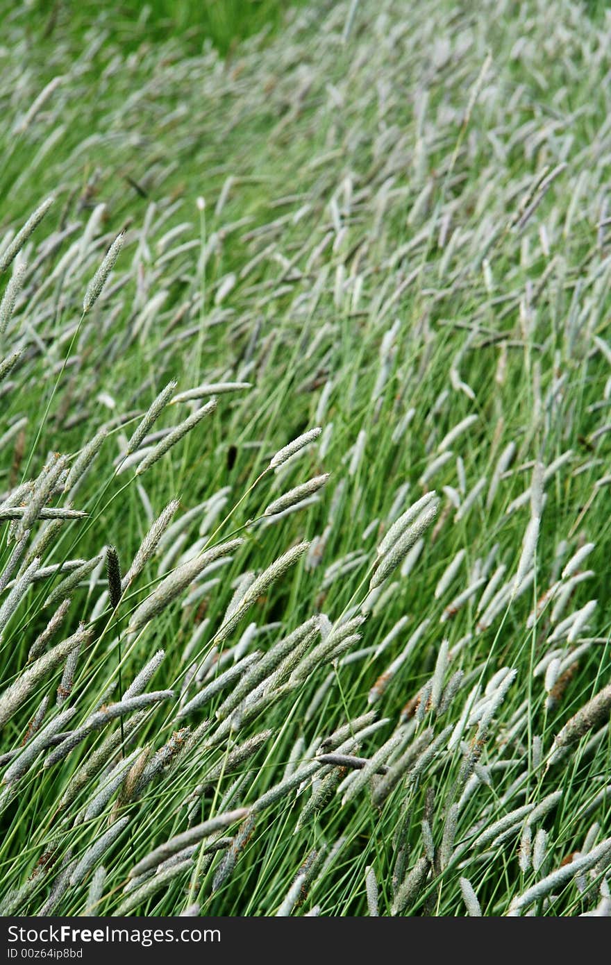 Texture of fresh grass. June. Summer time. Texture of fresh grass. June. Summer time.