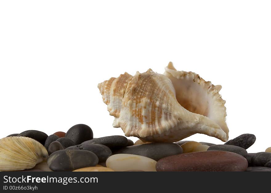 Seashell isolated on white background