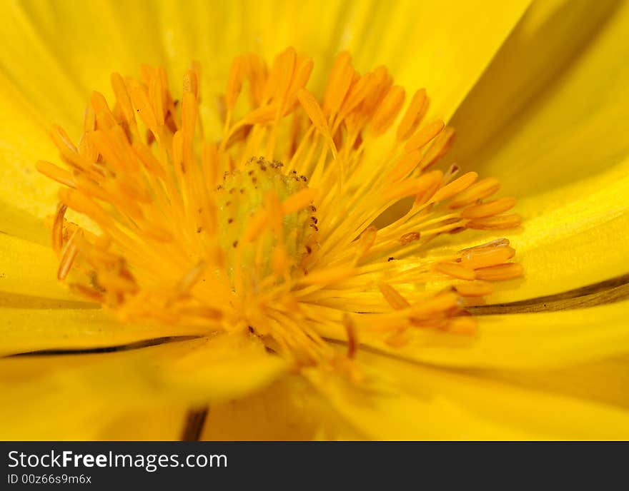 Yellow flower