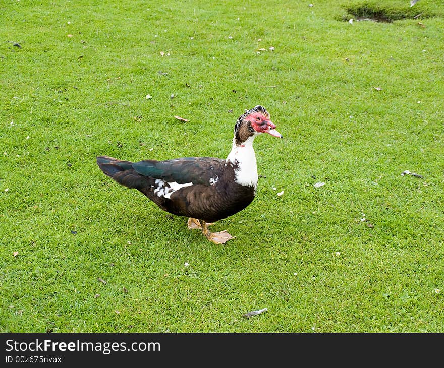 Muscovy Duck