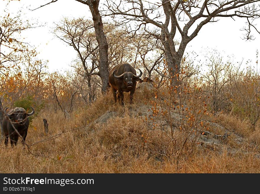 Photo of Buffalo herd taken in Sabi Sands Reserve in South Africa