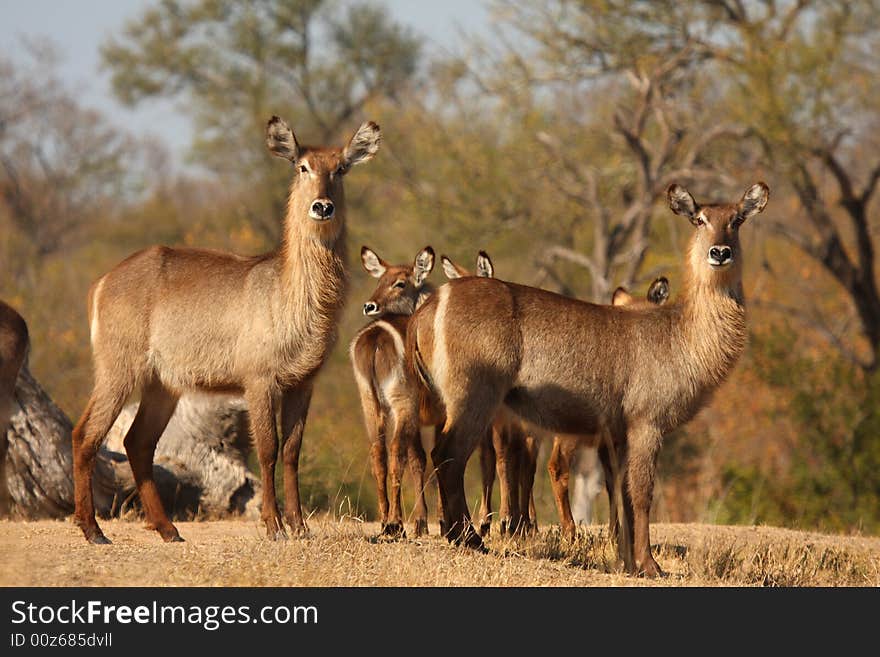 Female Waterbucks