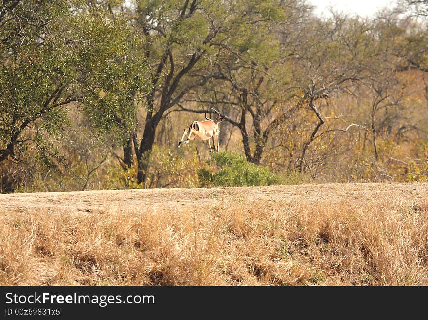 Springing Impala