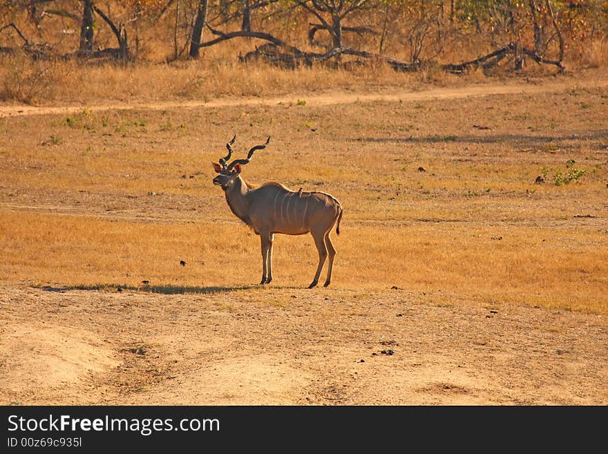 Photo of male Kudu taken in Sabi Sands Reserve in South Africa