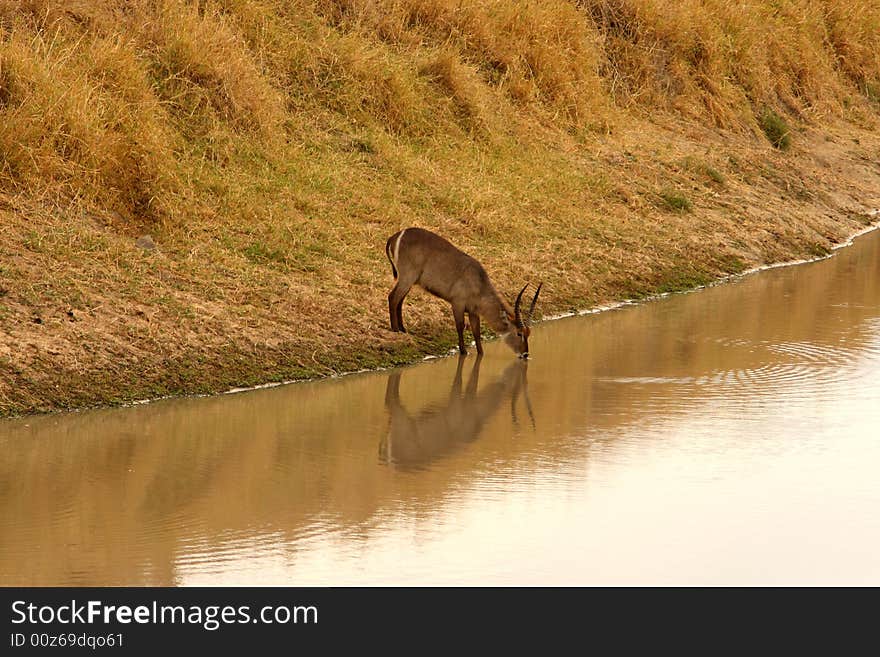 Drinking Waterbuck