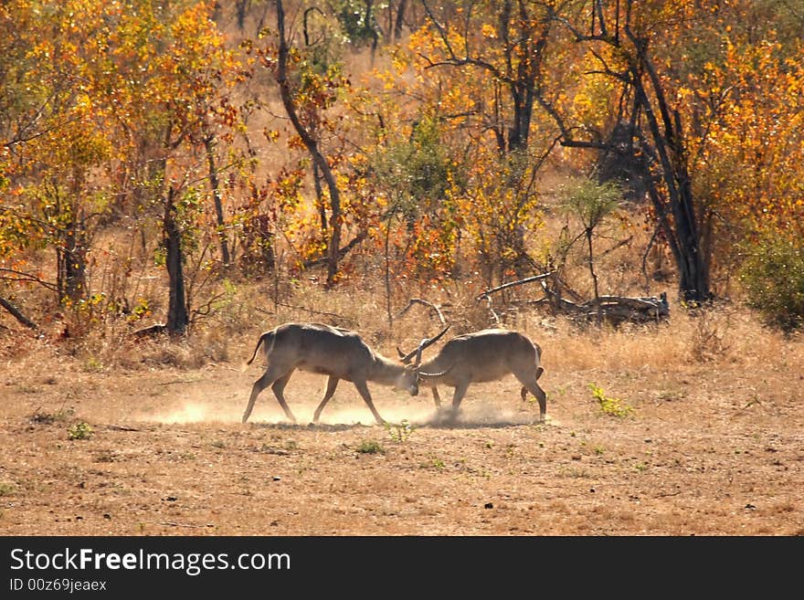 Fighting Male Waterbuck