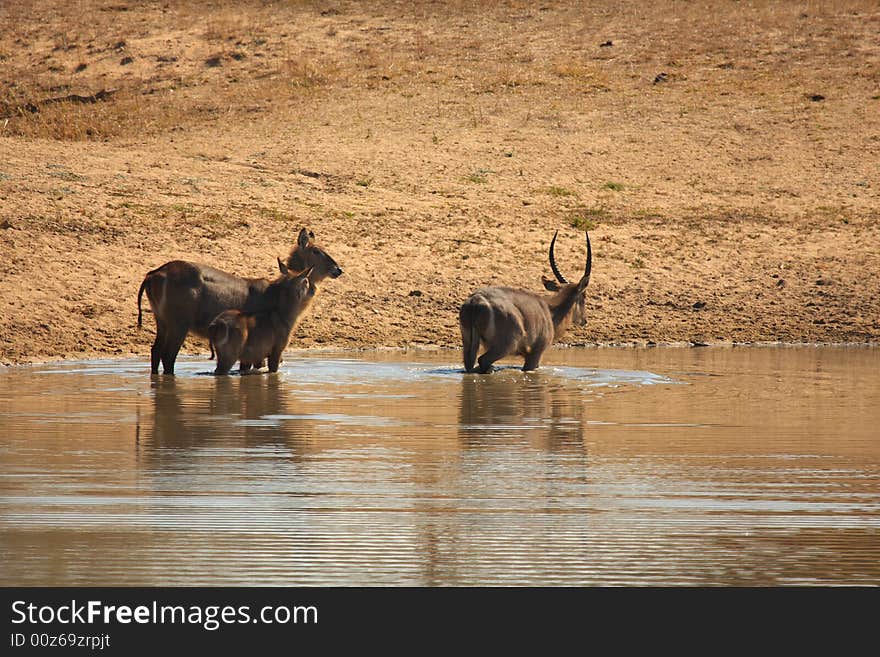 Photo of a herd of Waterbuck taken in Sabi Sands Reserve in South Africa