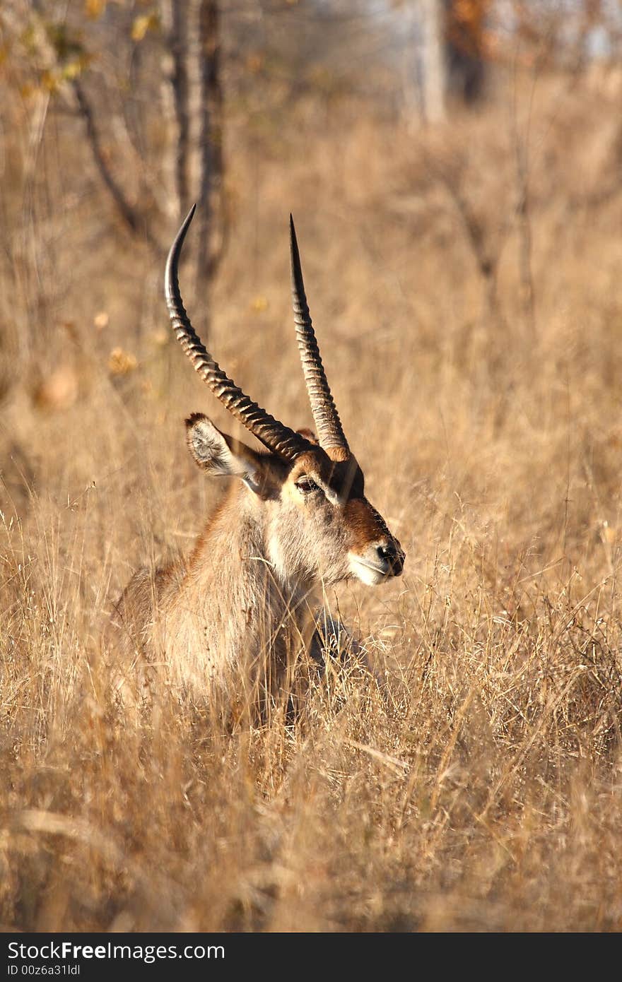 Male Waterbuck