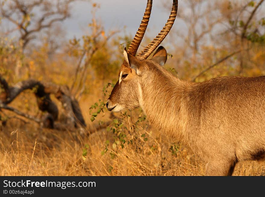 Photo of Male Waterbuck taken in Sabi Sands Reserve in South Africa