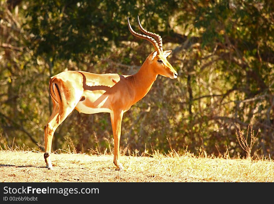 Male Impala