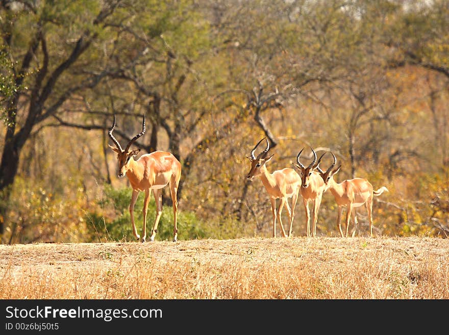 Male Impala