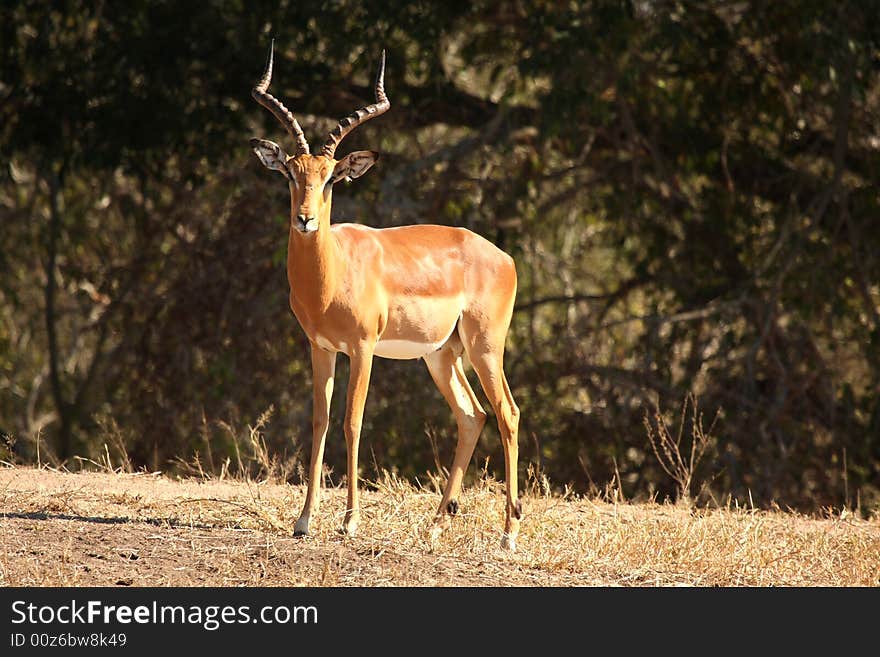 Male Impala