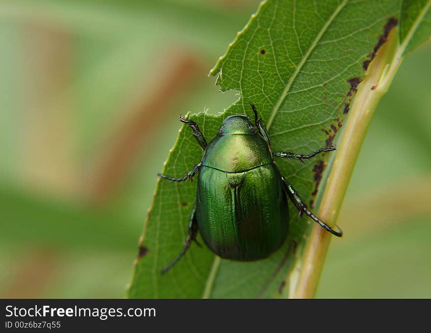 Green bug eating leaf