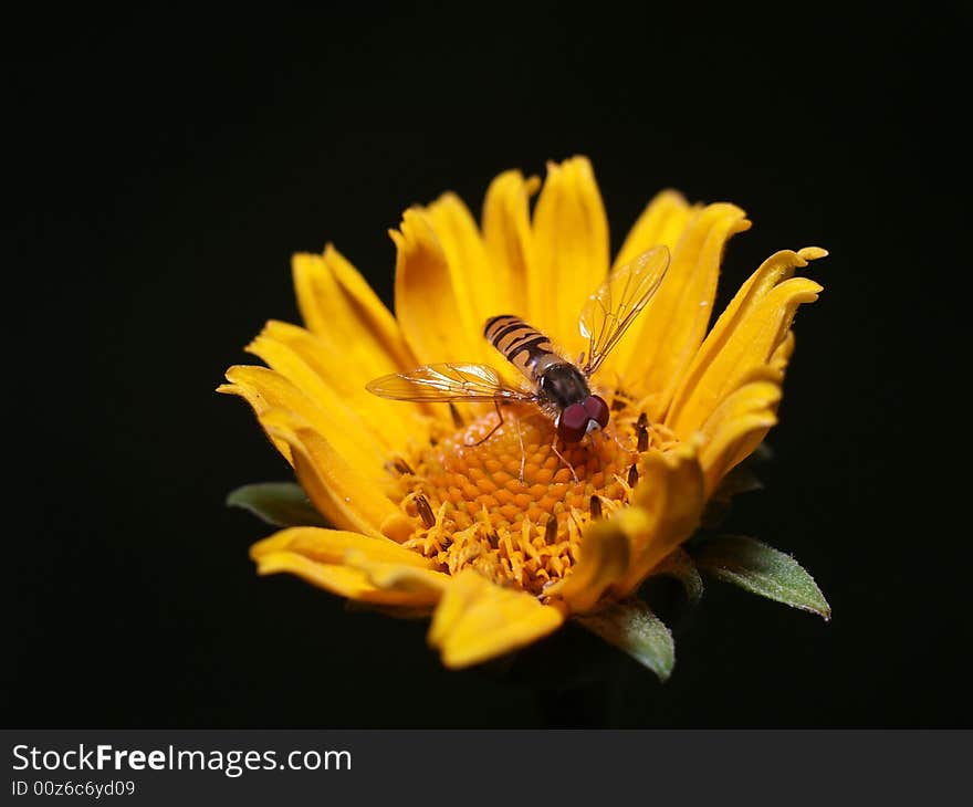 Bee collecting honey, isolated black background