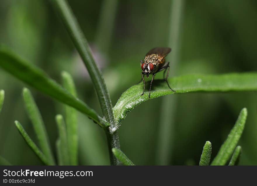 Fly On A Green Leaf