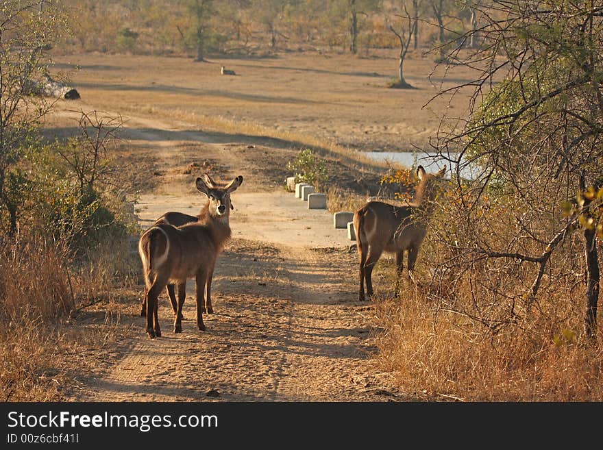 Female Waterbucks