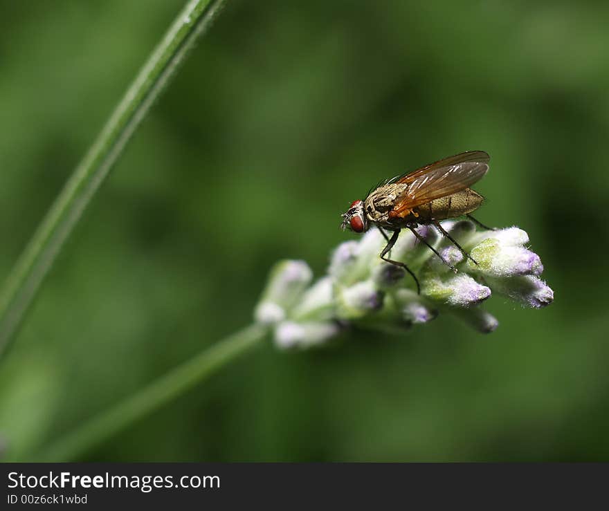 Fly on a white flower