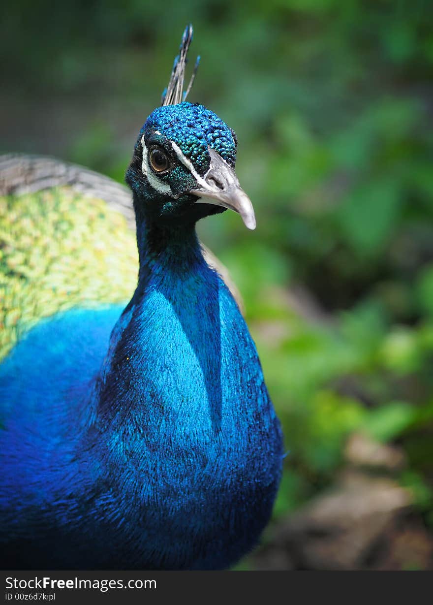 Peacock.