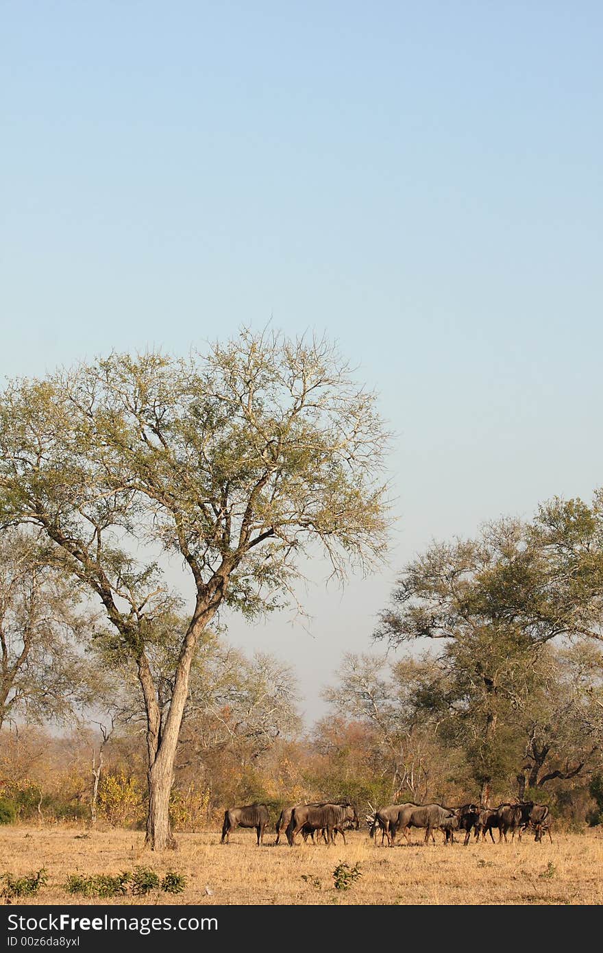 Migration of wildebeest