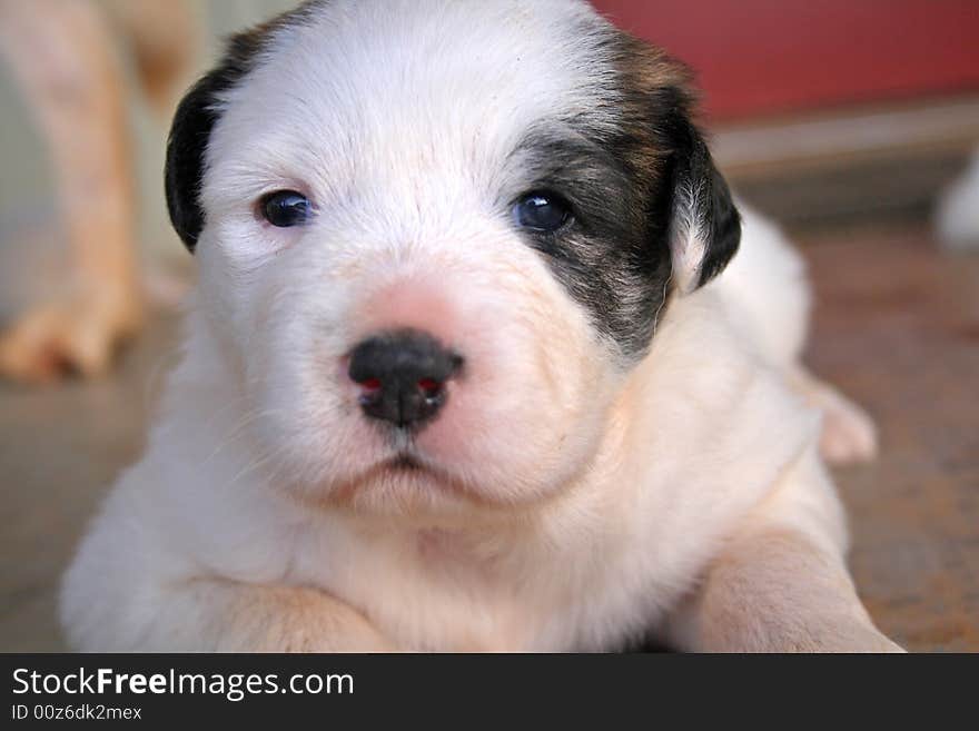 Three week old puppy poses for the camera. Three week old puppy poses for the camera