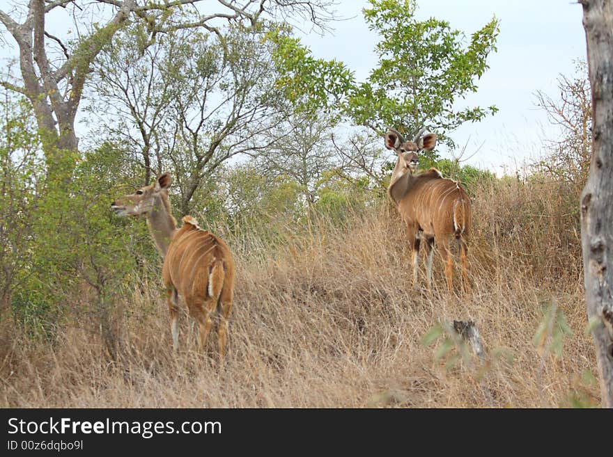 Male and female Kudu