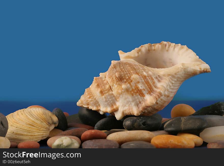 Sea cockleshell photographed on a blue background