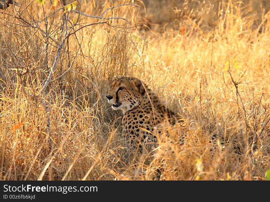 Photo of a Cheetah in the Sabi Sands Reserve