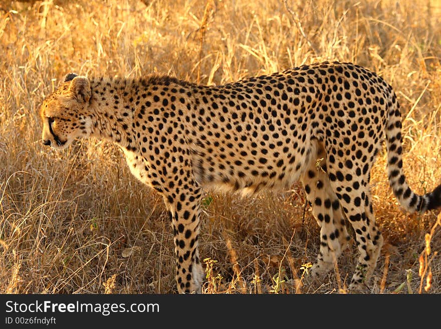 Photo of a Cheetah in the Sabi Sands Reserve