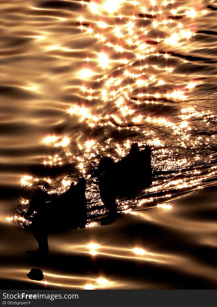 Two ducks swimming in the lake