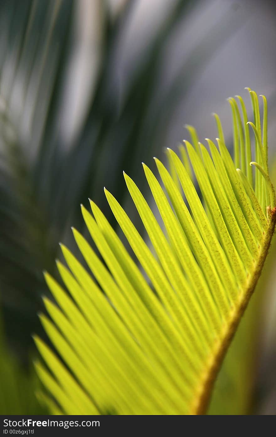 Palm Leaves on Isolated Back Ground