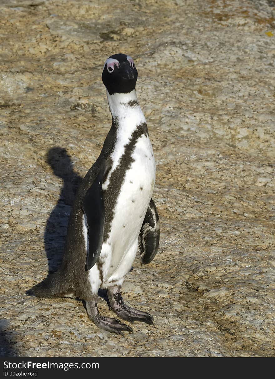 Accessible jackass penguin colony near Cape Town. Accessible jackass penguin colony near Cape Town