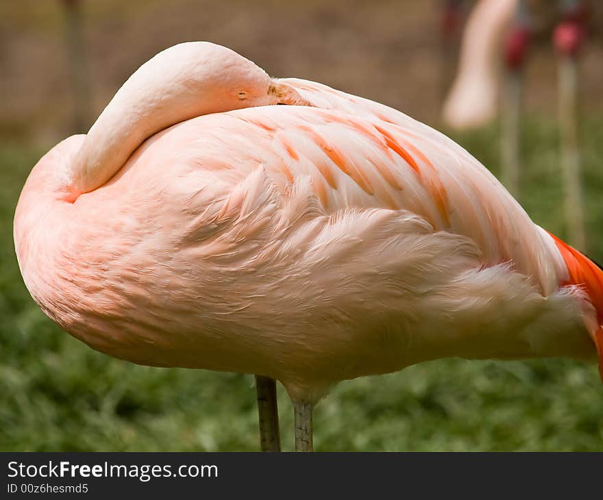 Sleeping Flamingo in the zoo