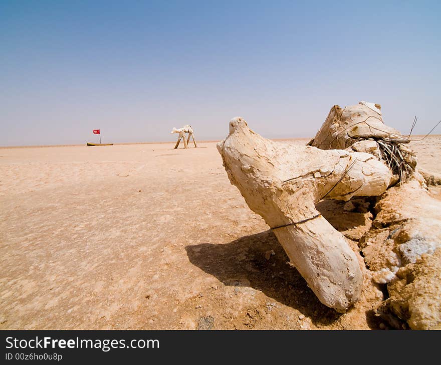 Mummy of camel on the desert