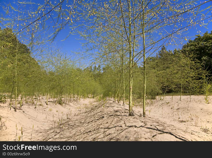 Asparagus in cultivation in sandy furrows. Asparagus in cultivation in sandy furrows