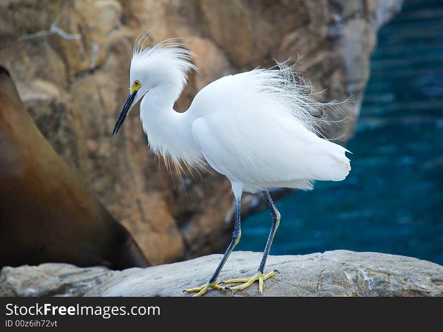 Fringed Bird