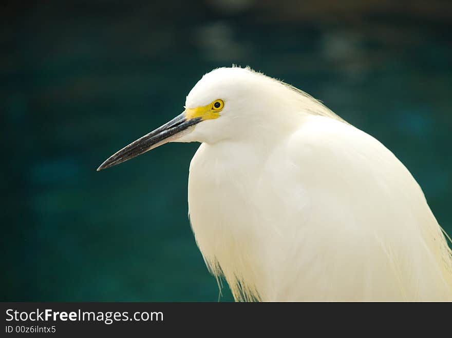 Closeup of white egret in front of a pond