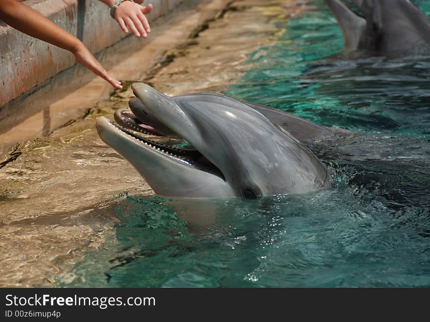 Dolphins with hands reaching out for them