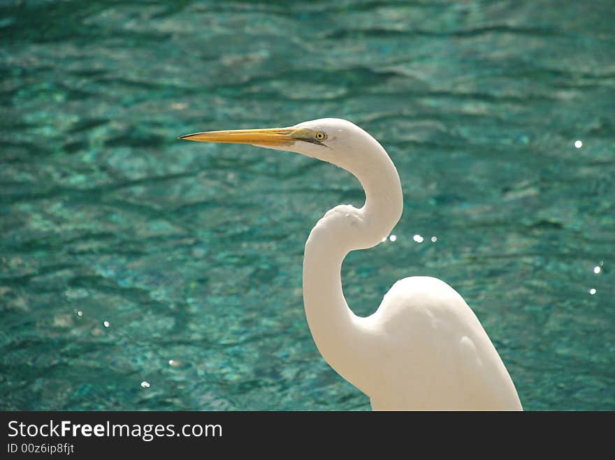 Egret