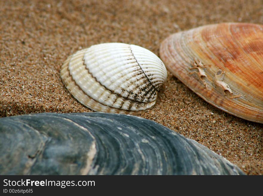 Shells on a sandy beach