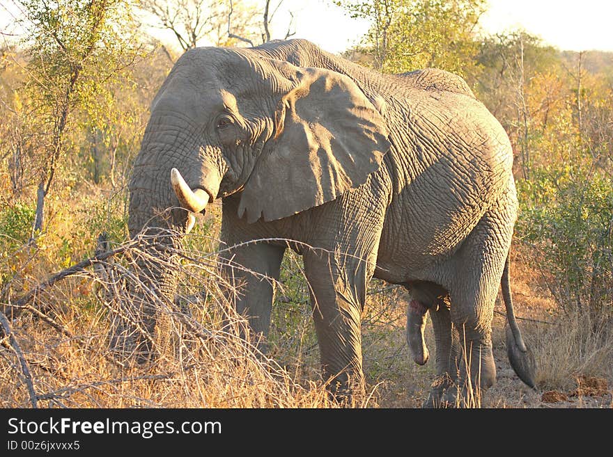 Elephant in the Sabi Sand Reserve