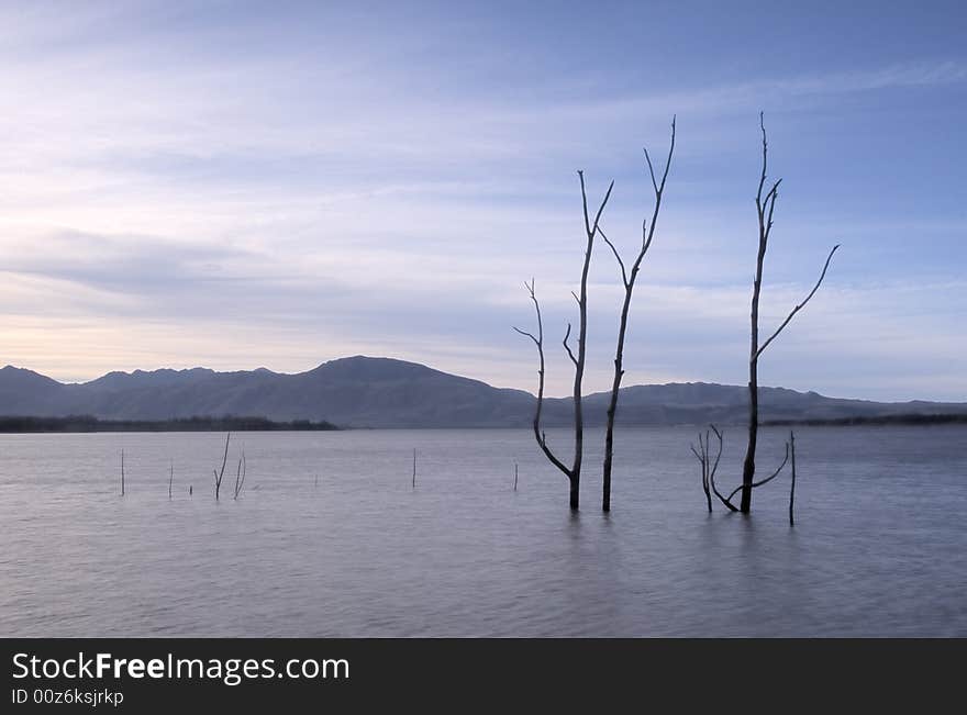 Dead trees in the water