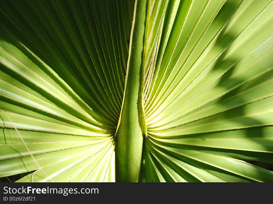 Image of a the center of a beautiful tropical palm leaf