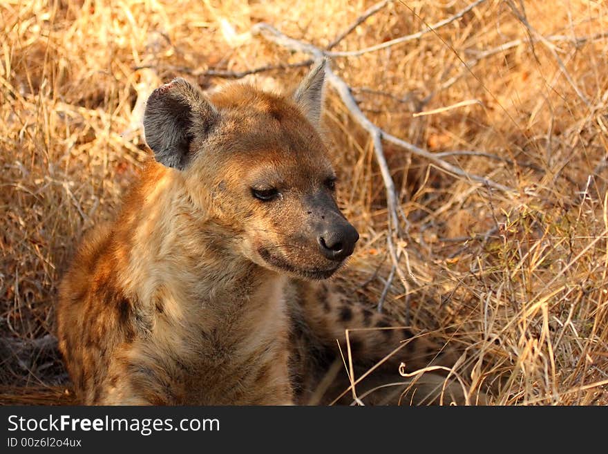 Hyena in Sabi Sands